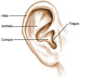 anatomie d'une oreille