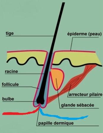 Traitement médical de l'alopécie calvitie, chute de cheveux Lyon ...